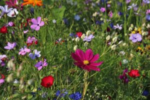 Quelle période pour entretenir son jardin ?