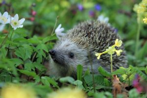 Quelle période pour entretenir son jardin ?